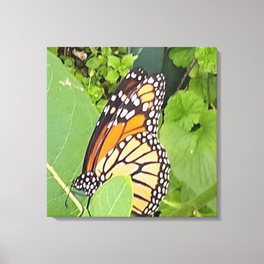 Monarch Butterfly — Canvas (Voorkant)