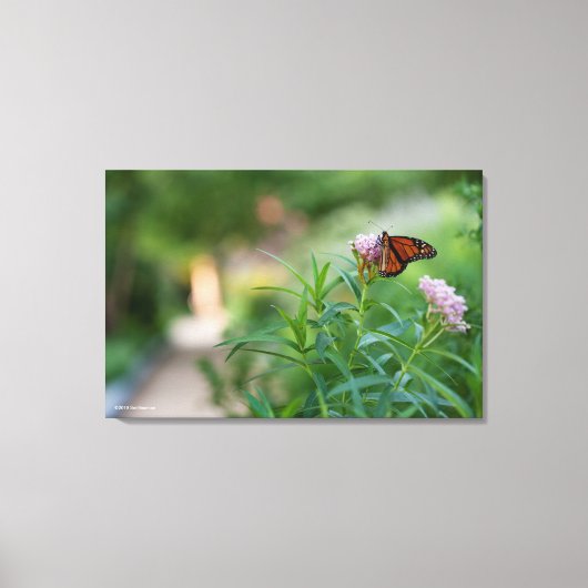 Monarch Butterfly Canvas Afdruk (Voorkant)