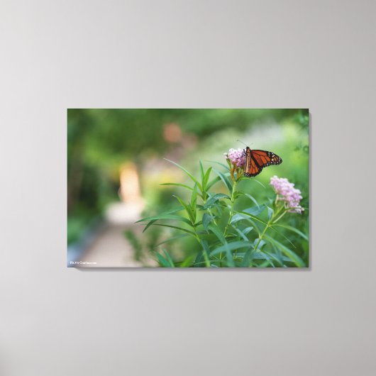 Monarch Butterfly Canvas Afdruk (Voorkant)