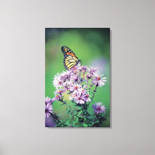 Monarch Butterfly Canvas Afdruk