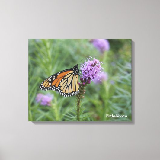 Monarch Butterfly Canvas Afdruk (Voorkant)