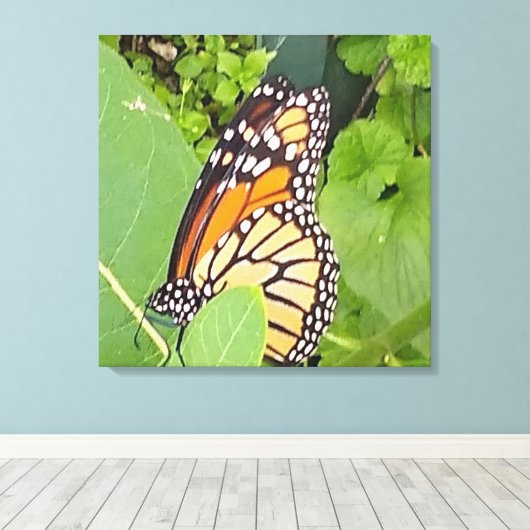Monarch Butterfly — Canvas Afdruk (Insitu (Houten vloer))