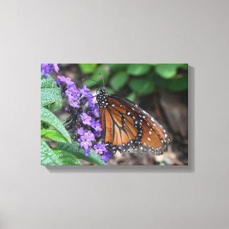 Monarch Butterfly Canvas Afdruk
