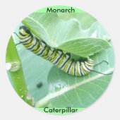 Monarch Butterfly Caterpilpijlerkruipers Ronde Sticker (Voorkant)