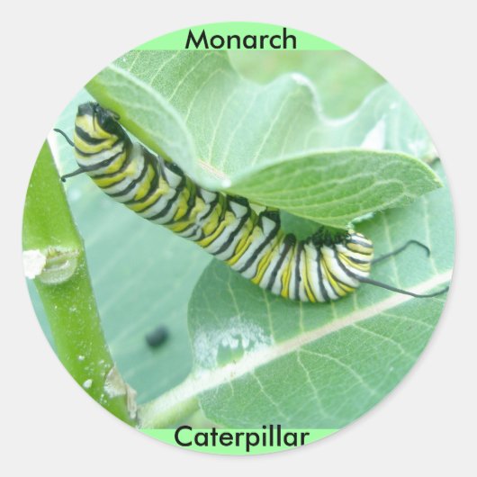 Monarch Butterfly Caterpilpijlerkruipers Ronde Sticker (Voorkant)