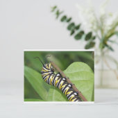 Monarch Butterfly Caterstone Briefkaart (Staand voorkant)