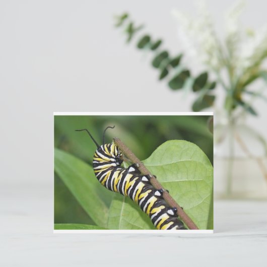 Monarch Butterfly Caterstone Briefkaart (Staand voorkant)
