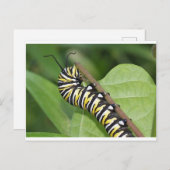 Monarch Butterfly Caterstone Briefkaart (Voorkant / Achterkant)