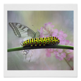 Monarch Butterfly Caterstone Glanzend Poster