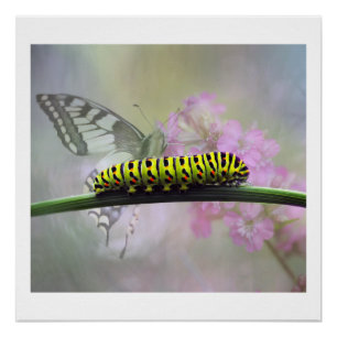 Monarch Butterfly Caterstone Glanzend Poster