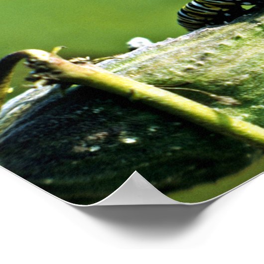 Monarch Butterfly Caterstone Poster (Hoek)
