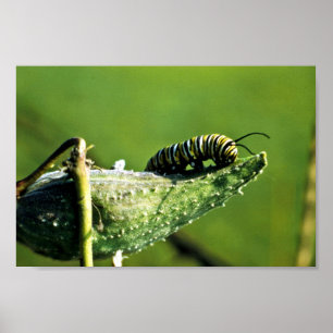 Monarch Butterfly Caterstone Poster