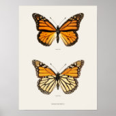 Monarch Butterfly Danais Archippus Sherman Denton Poster (Voorkant)