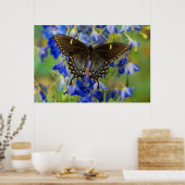 Monarch Butterfly | Danaus Plexippus Poster (Keuken)