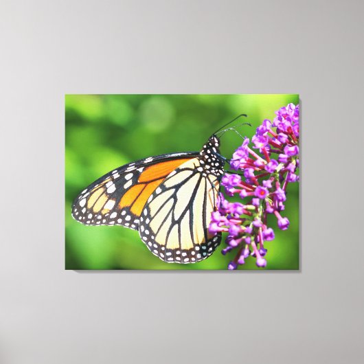 Monarch Butterfly - Danaus plexippus - Vrouw Canvas Afdruk (Voorkant)
