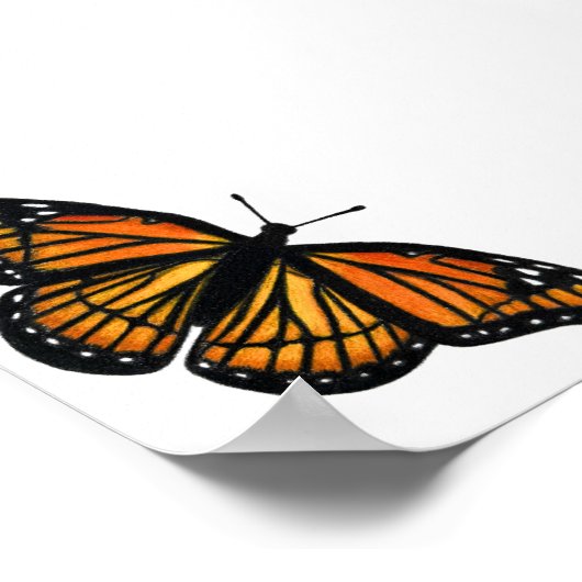 Monarch Butterfly Drawing Colored Pencil Art Poster (Hoek)