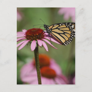 Monarch Butterfly en Black Eyed Susan Briefkaart