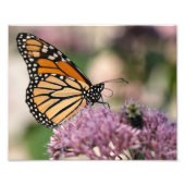 Monarch Butterfly en Bumblebee op Wildflower Foto Afdruk (Voorkant)