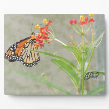 Monarch Butterfly en Caterstyle