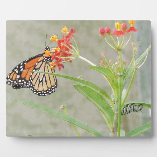 Monarch Butterfly en Caterstyle Fotoplaat (Voorkant)