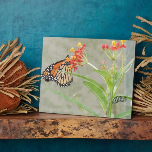 Monarch Butterfly en Caterstyle Fotoplaat (Zijkant)