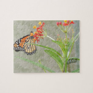 Monarch Butterfly en Caterstyle Legpuzzel