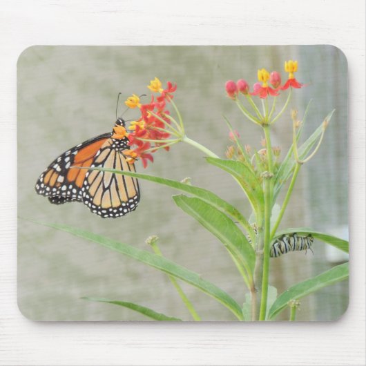 Monarch Butterfly en Caterstyle Muismat (Voorkant)