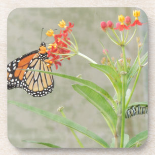 Monarch Butterfly en Caterstyle Onderzetter