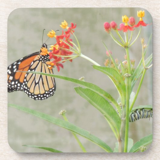 Monarch Butterfly en Caterstyle Onderzetter (Voorkant)