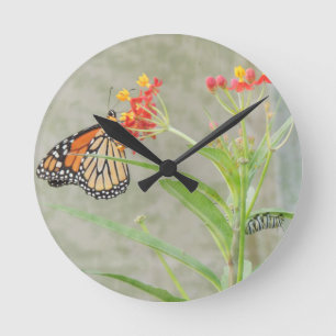 Monarch Butterfly en Caterstyle Ronde Klok