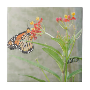 Monarch Butterfly en Caterstyle Tegeltje