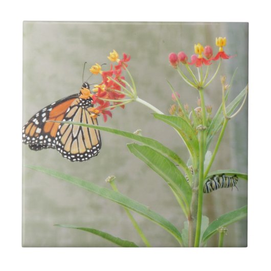 Monarch Butterfly en Caterstyle Tegeltje (Voorkant)