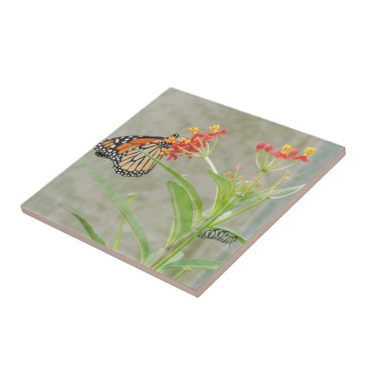 Monarch Butterfly en Caterstyle Tegeltje (Zijkant)