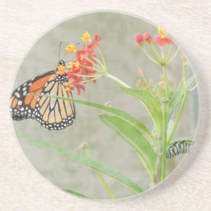 Monarch Butterfly en Caterstyle Zandsteen Onderzetter