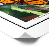 Monarch Butterfly en Chrysalis Art Poster (Hoek)