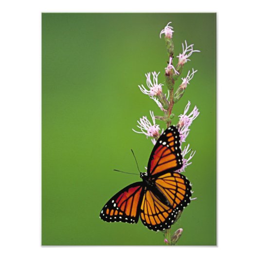Monarch Butterfly en ventilator op groene achtergr Foto Afdruk (Voorkant)