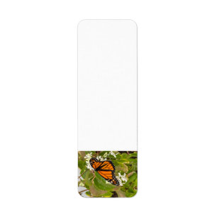 Monarch Butterfly Etiket