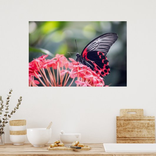 Monarch Butterfly & Flower Poster (Keuken)