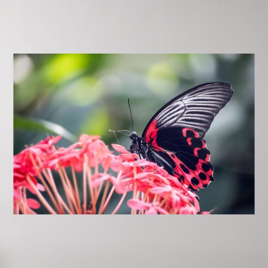 Monarch Butterfly & Flower Poster (Voorkant)