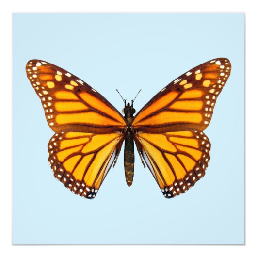 Monarch Butterfly Foto Afdruk (Voorkant)