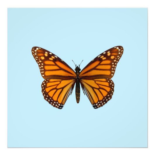 Monarch Butterfly Foto Afdruk (Voorkant)