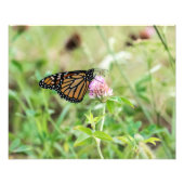 Monarch Butterfly Foto Afdruk (Voorkant)