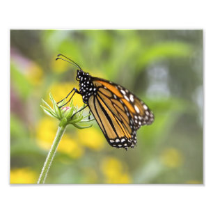 Monarch Butterfly Foto Foto Afdruk