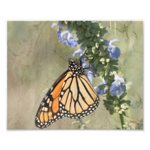 Monarch Butterfly Fotografie Afdrukken Foto Afdruk