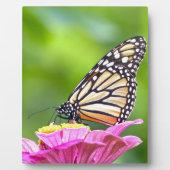 Monarch Butterfly Fotoplaat (Voorkant)