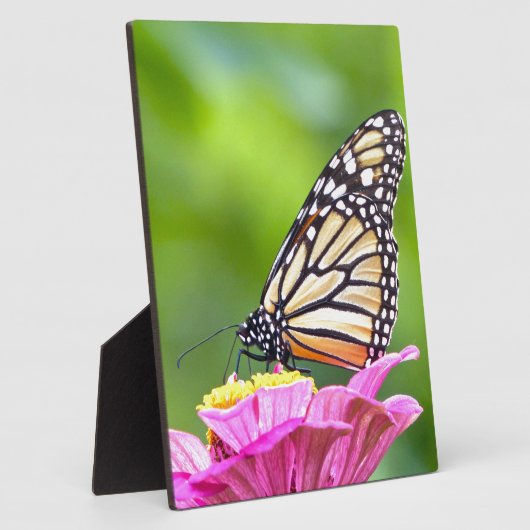 Monarch Butterfly Fotoplaat (Zijkant)