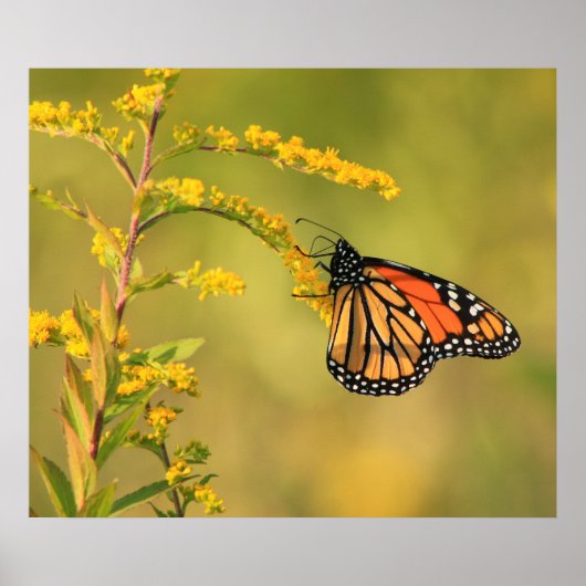 Monarch Butterfly Goldenrod Poster (Voorkant)