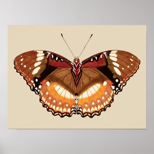 Monarch Butterfly in Brown, Rust and Cream Poster (Voorkant)