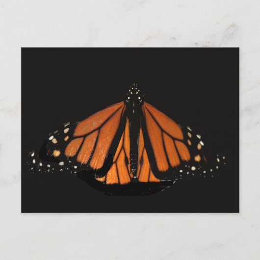 Monarch Butterfly in de sleutel van het Sinaasappe Briefkaart (Voorkant)