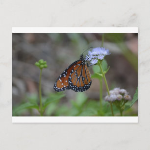 Monarch Butterfly in de vlinderreeks door LellO Briefkaart